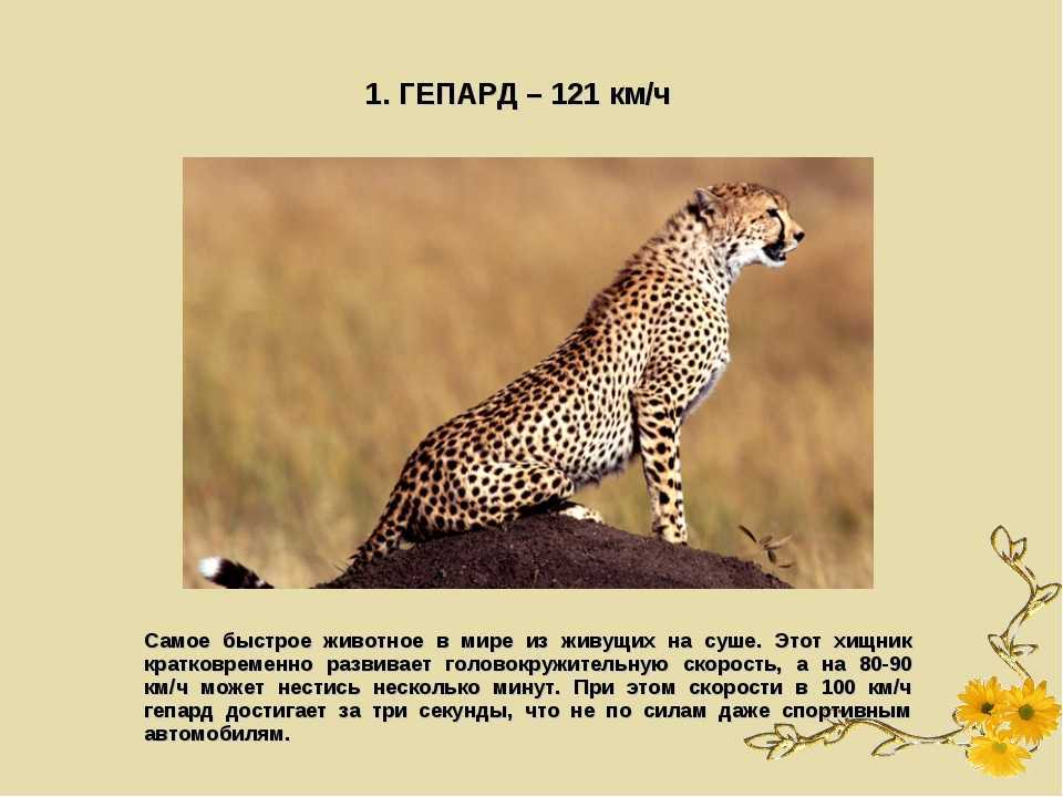 Гепард acinonyx jubatus