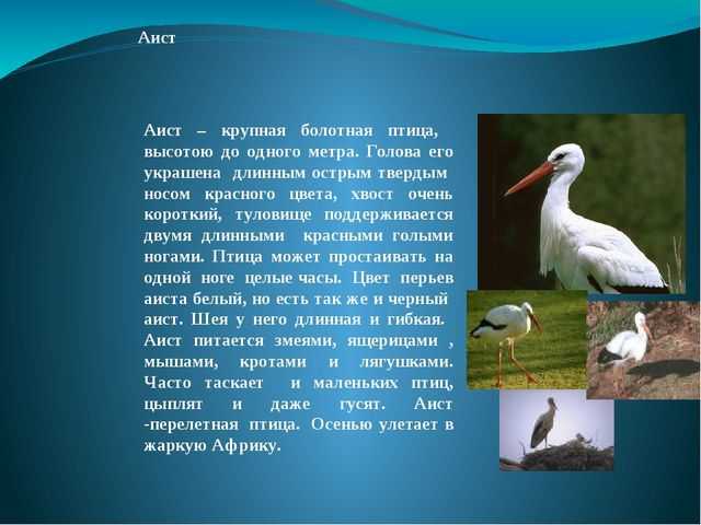 Удивительные факты об аисте для детей
