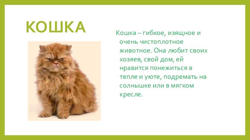 Сказки придуманные детьми про волшебство короткие. сочиняем сказки. моя любимая собака