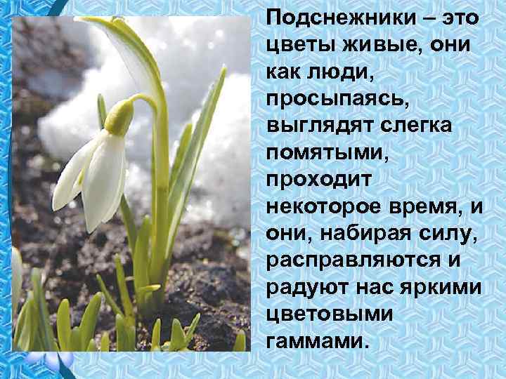 Сочинение описание подснежника для 3 класса