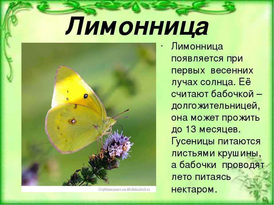 Бабочки – чешуекрылые