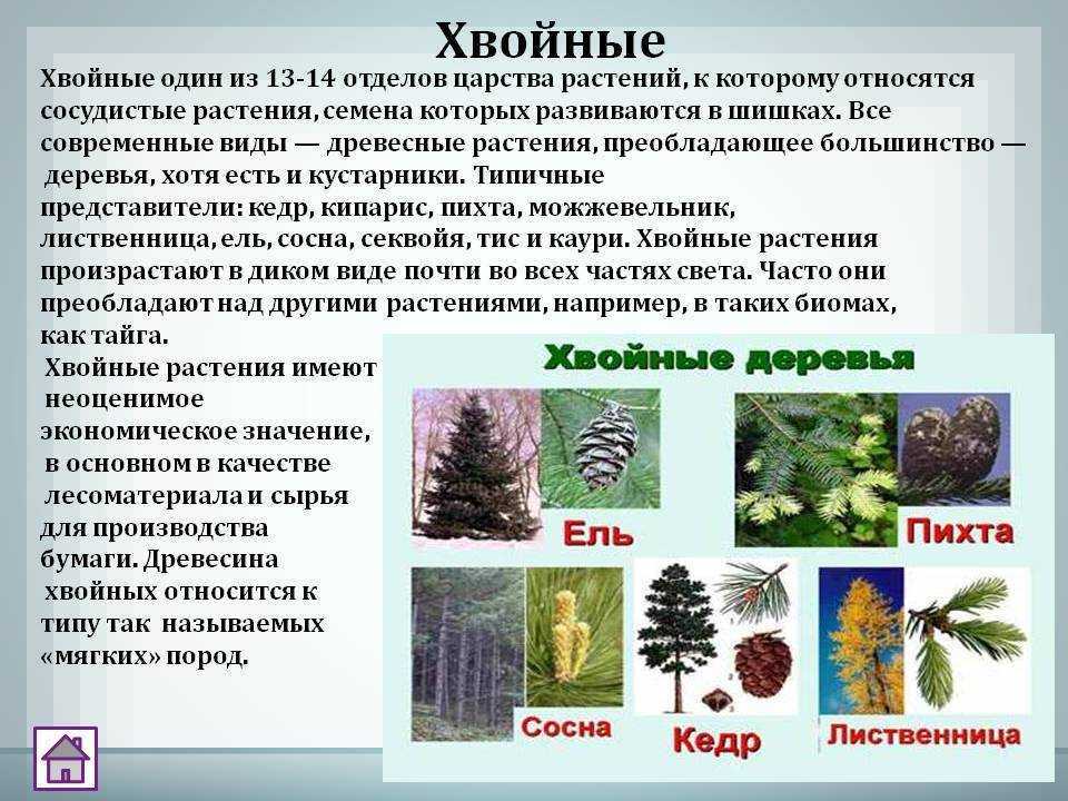 Самая колючая хвоя у каких хвойных растений. хвойные деревья — название видов и примеры. хвойные деревья отлично украсят любой сад. о чем нужно знать при их выращивании