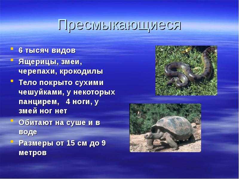 Доклад сообщение лягушка