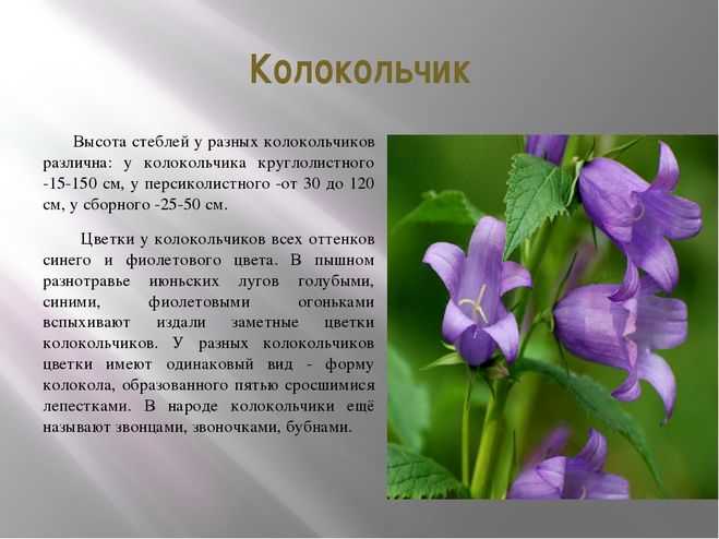Зимняя сказка «волшебные колокольчики». воспитателям детских садов, школьным учителям и педагогам