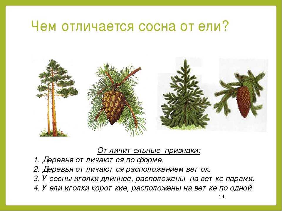 Сообщение на тему ель 4 класс (доклад)