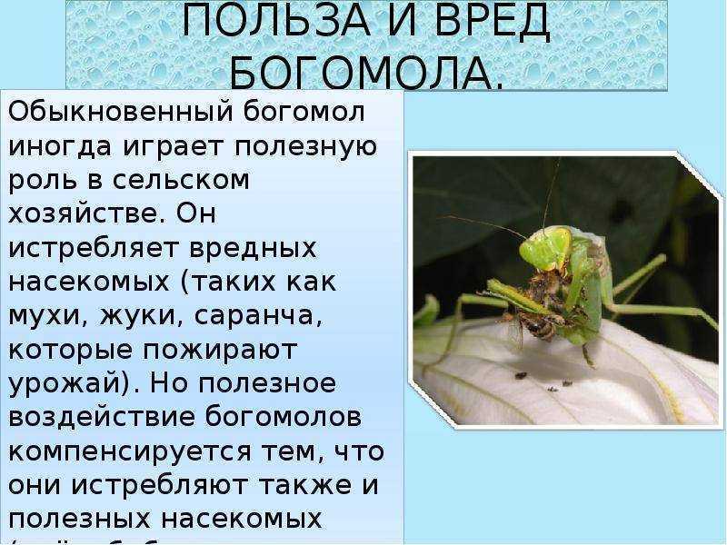 Богомол – фото, виды, описание, чем питается, где обитает