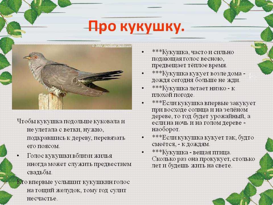 Энциклопедия сказочных героев: "кукушка". народная ненецкая сказка «кукушка ненецкая народная сказка кукушка пересказ