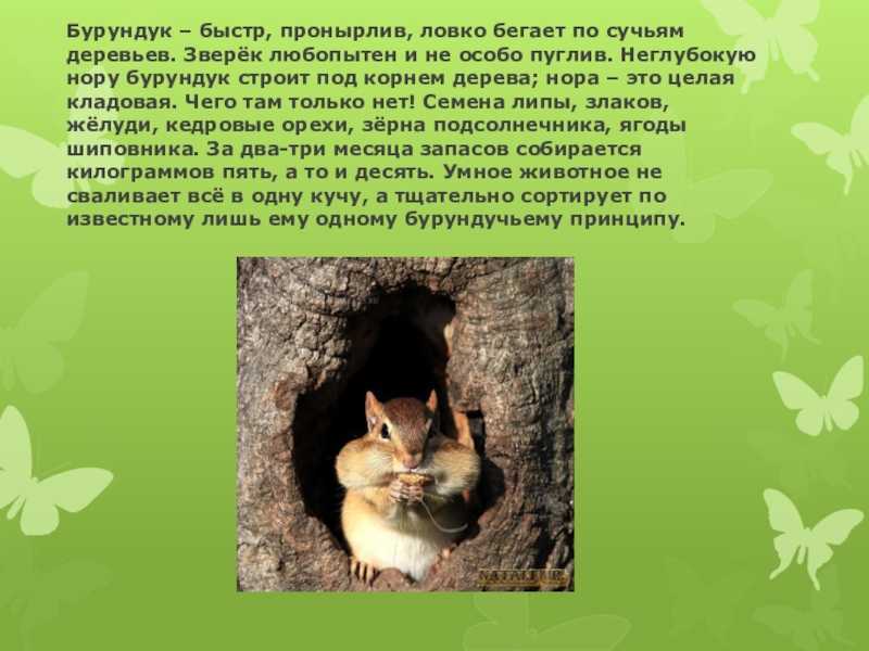 Сообщение о бурундуке - описание, жизнь и интересные факты о животном