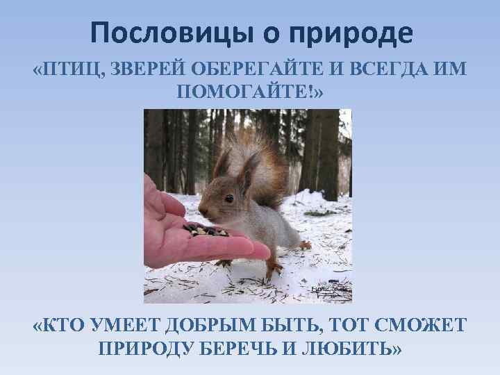 Пословицы и поговорки о животных для детей