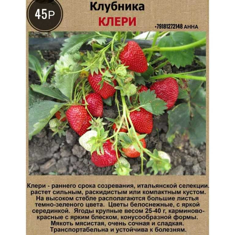 Какие ягоды растут на севере: название, описание, фото