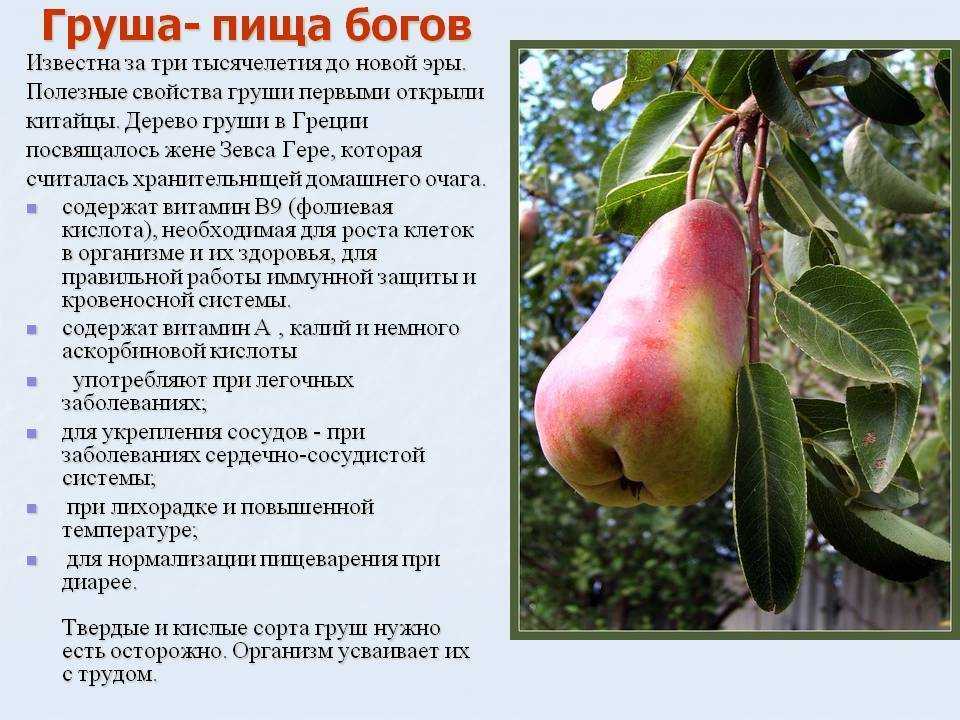 Груша сказочная: описание сорта, фото, отзывы садоводов, опылители, морозостойкость, выращивание