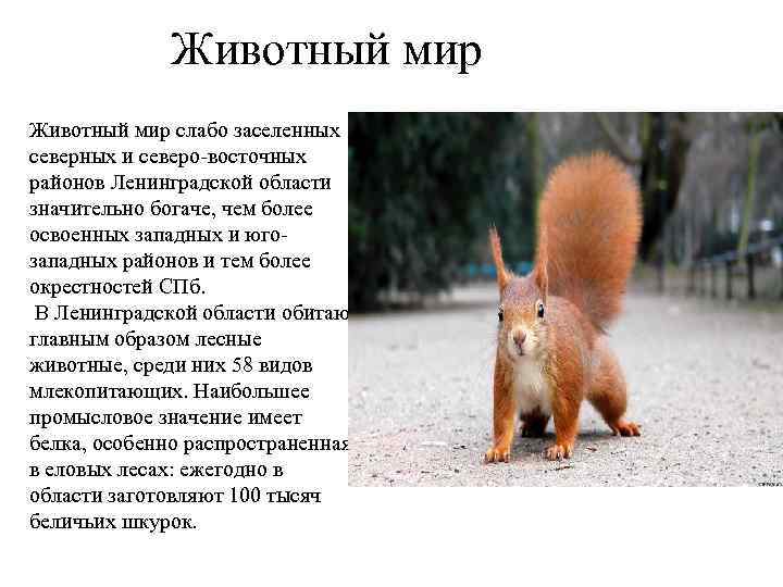 Рассказ о красоте животных