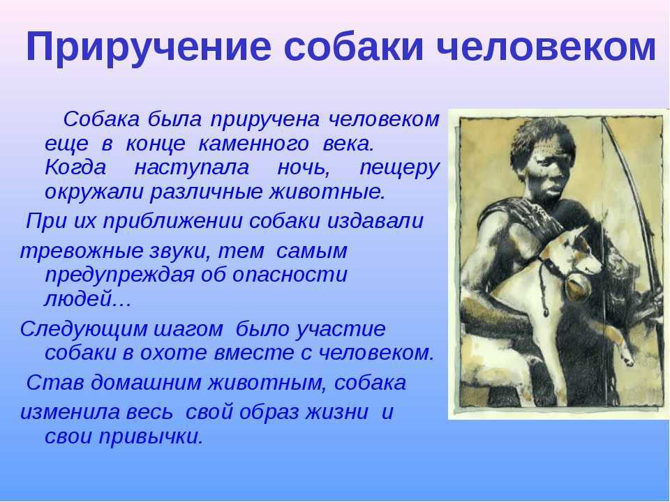 Почему первыми домашними животными стали собаки
