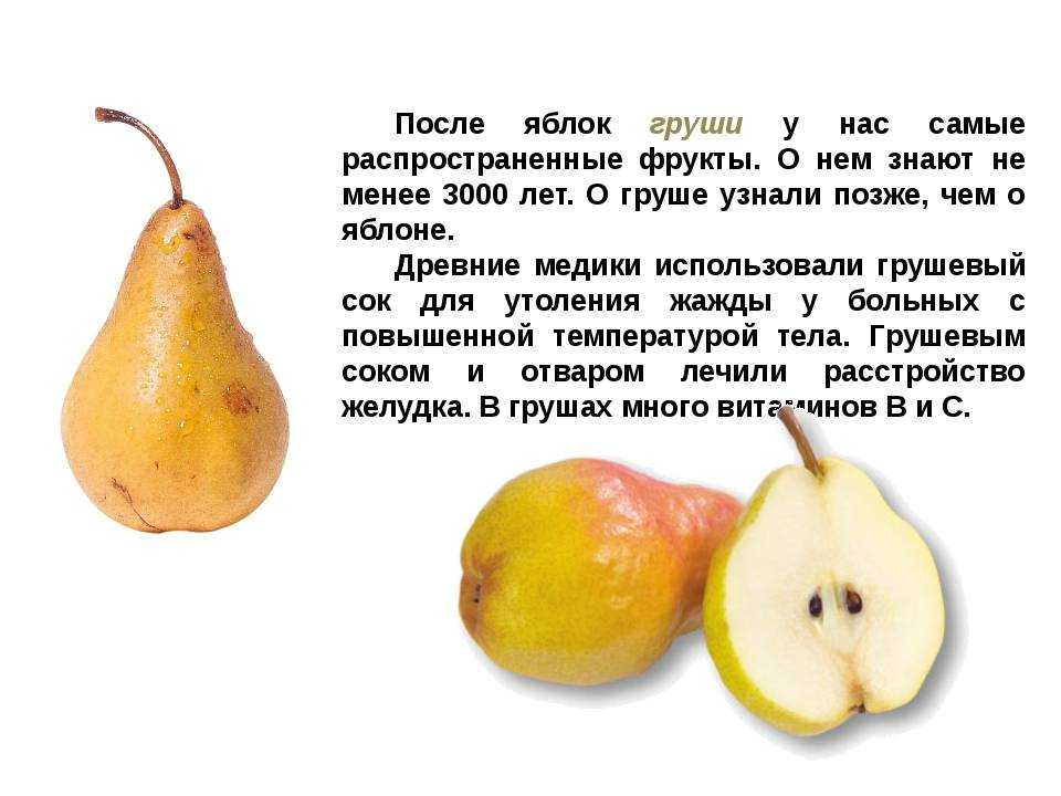 Аппликация ветка рябины из цветной бумаги шаблоны. проект занятия "рябина красная" (аппликация из салфеток)