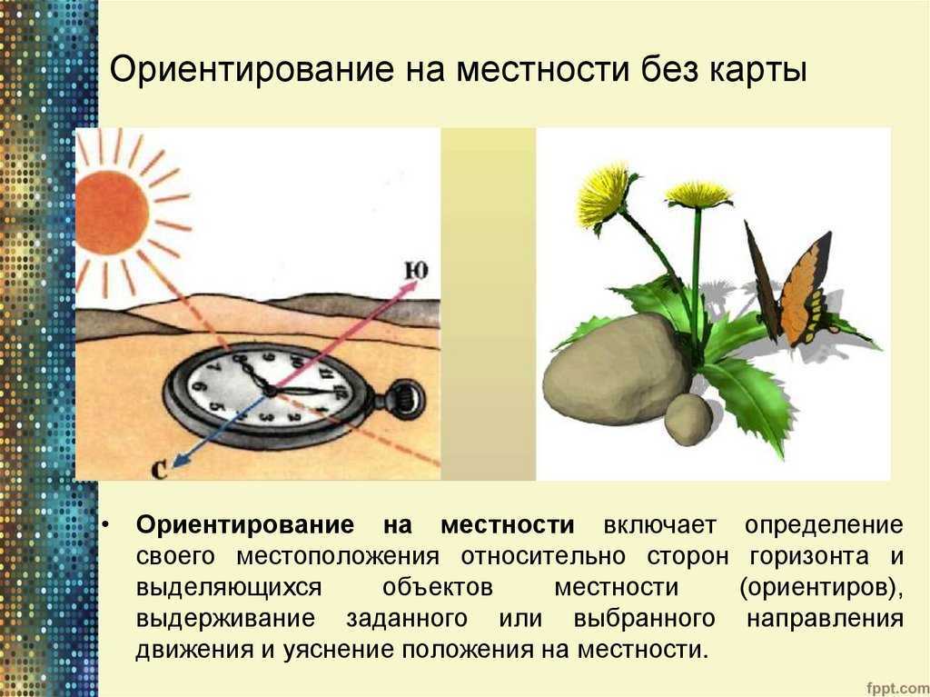 «растения осенью. листопад». нод по познавательному развитию для детей средней группы