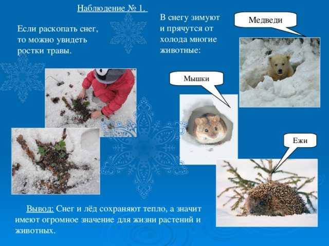 Статусы, цитаты и слова про зиму: прикольные, красивые, про любовь и снег