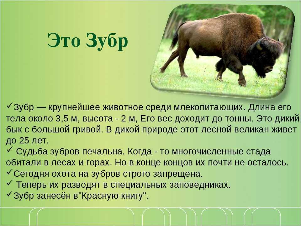 Зубр животное. образ жизни и среда обитания зубра | живность.ру