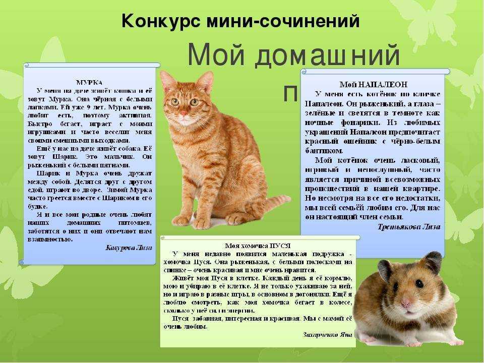 Придуманная мини волшебные сказки от школьника. сказки, которые ещё никто не читал…
