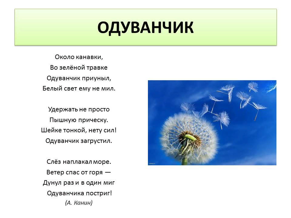 Ярко-жёлтые лучики солнца… стихи про одуванчик для детей