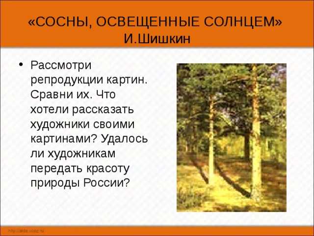 Сочинение про сосну обыкновенную
