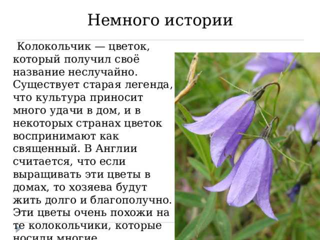 Полевые и луговые цветы и травы (130 фото) – каталог с названиями | огородникам инфо