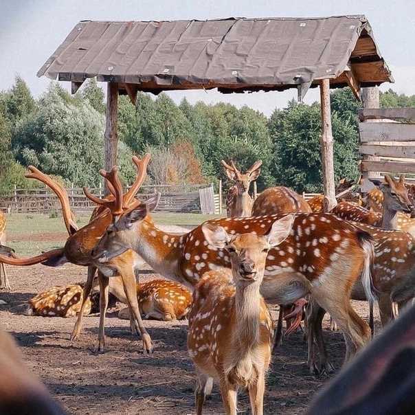 Пятнистый олень