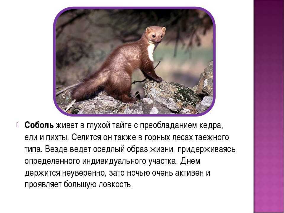 Соболь (89 фото) - описание животного, сколько живет, где обитает, размер, вес