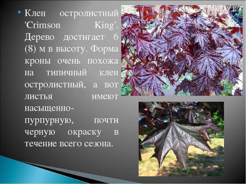 Занятие по экологии «клён» для старшего дошкольного возраста (1 фото)