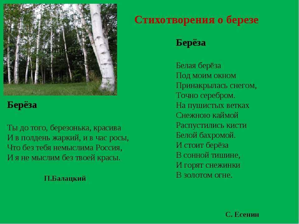 Стихи про березу