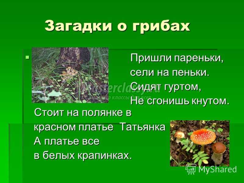 Пословицы о грибах | поговорки про грибы