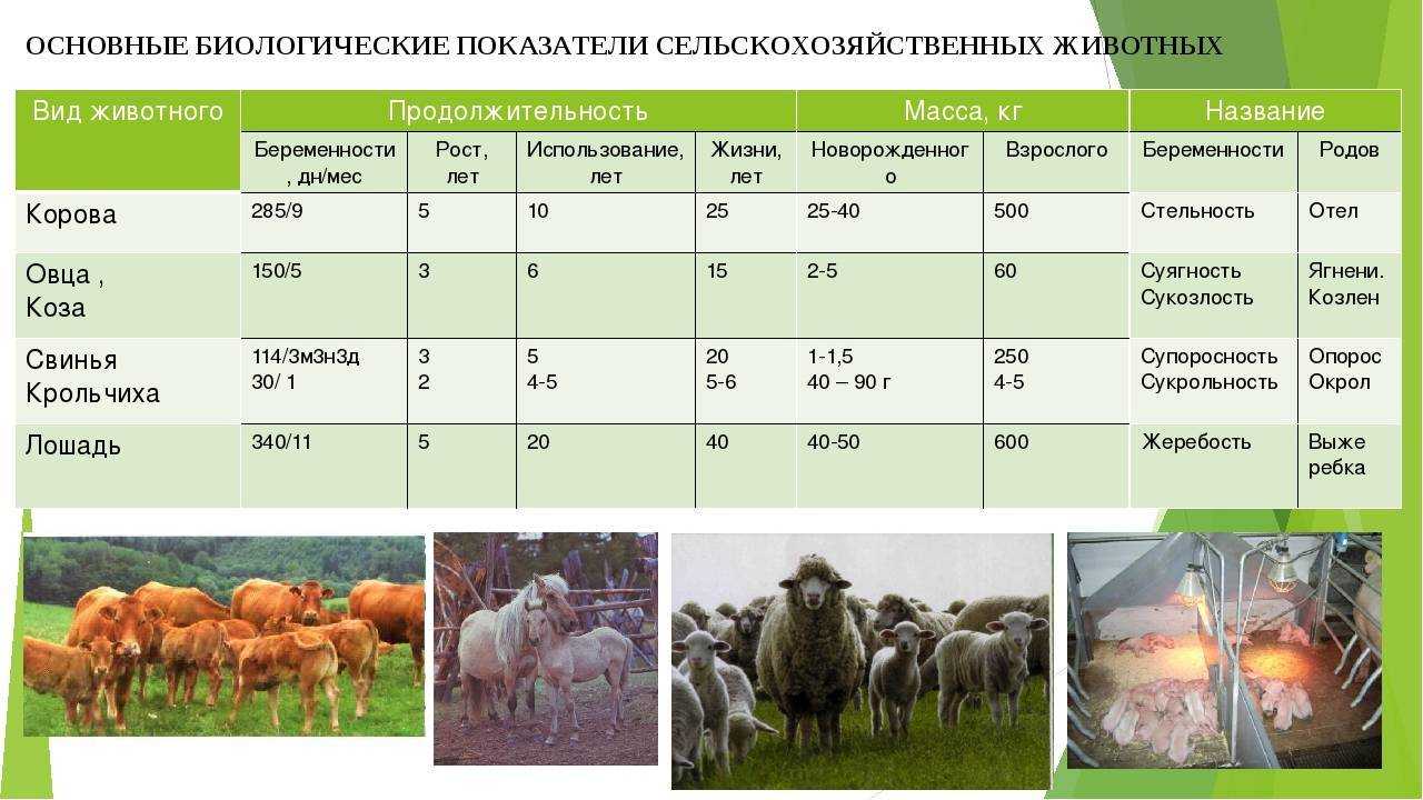 Сказка «коза-дереза» читать онлайн + слушать аудиосказку бесплатно!