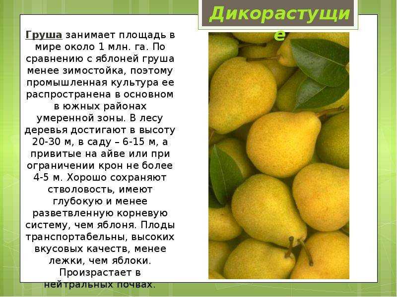 Аппликация 2 класс с шаблонами осень рябина