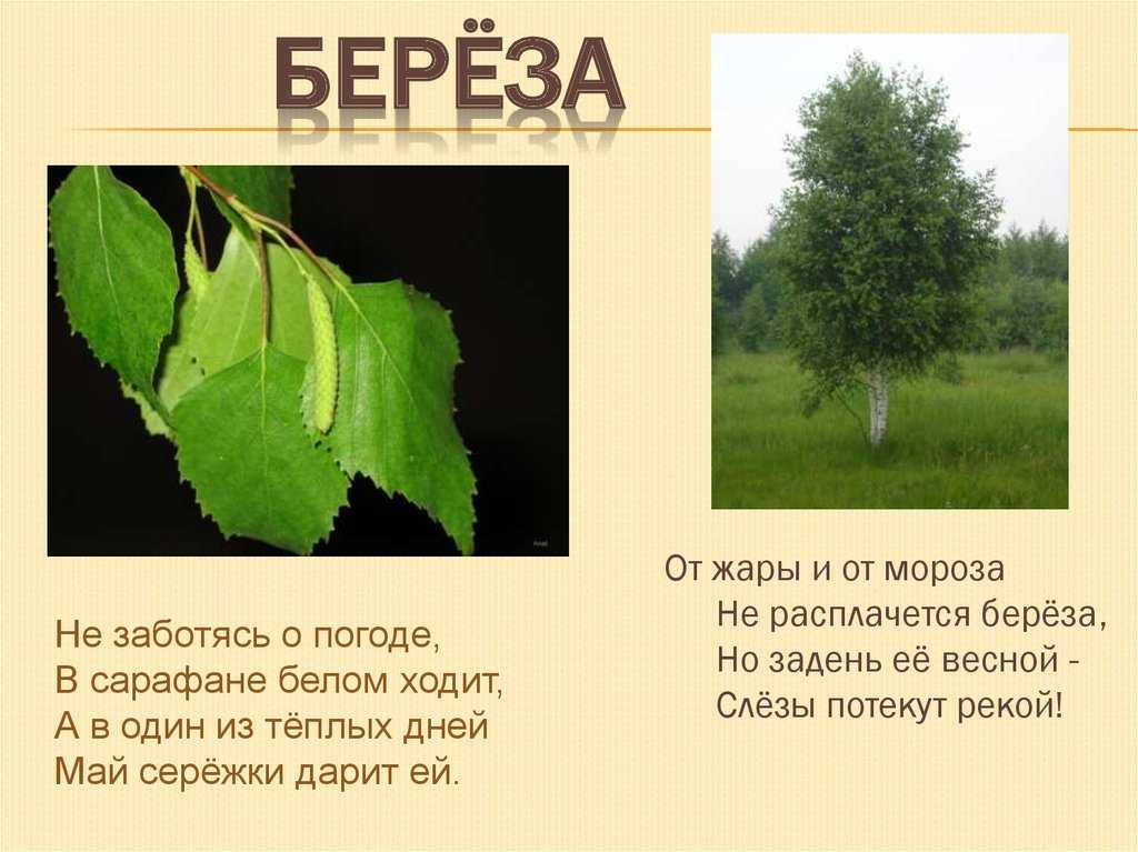 Ольха серая