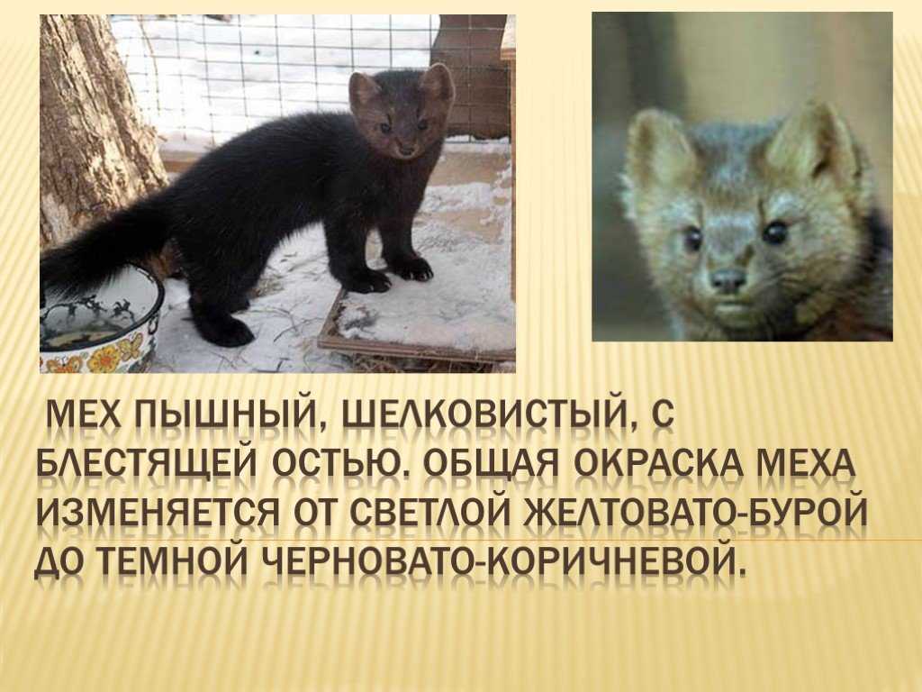 Соболь: преимущества и недостатки разведения