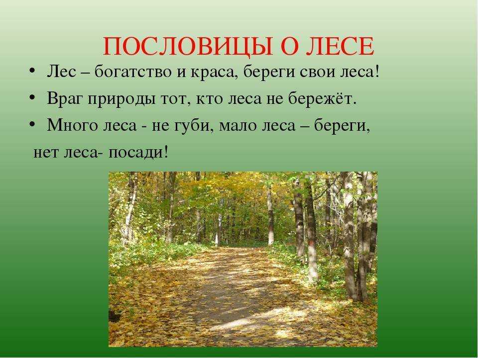 Цитаты про лес