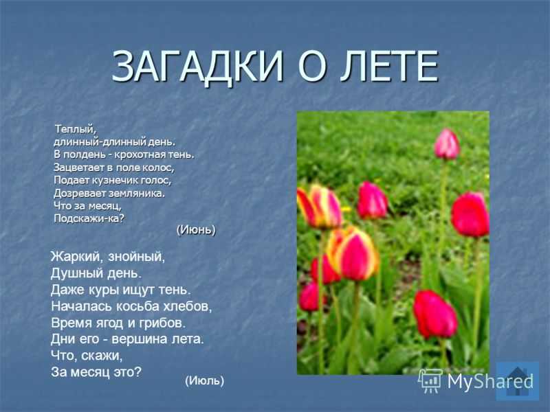 Стихотворения о лете для начальной школы