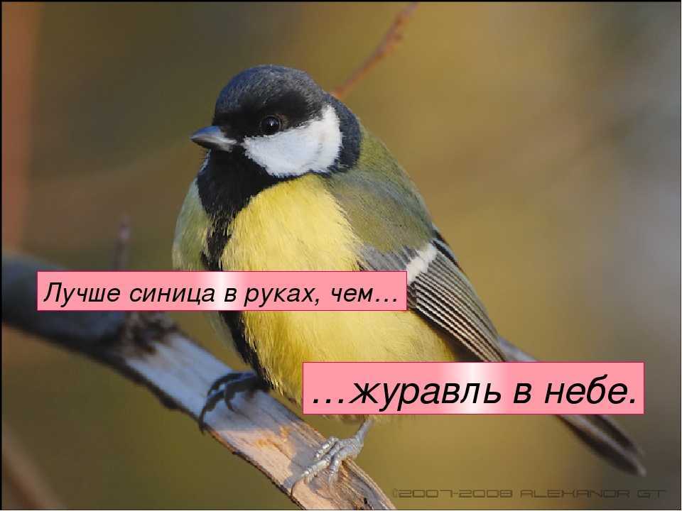 Хоть тресни синица а не быть журавлем... - смысл пословицы, значение, толкование | словцо.рф