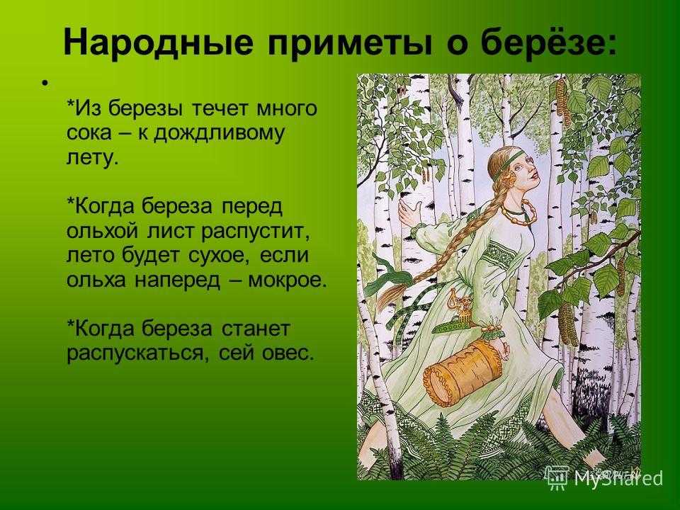 Загадки и пословицы о березе для детей. берёза