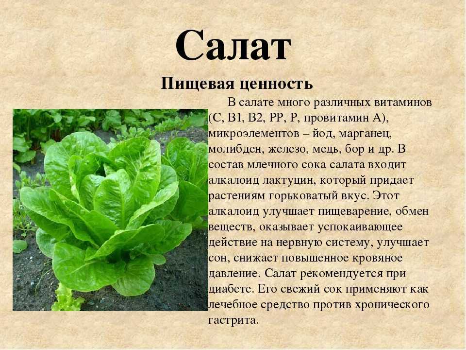 Салат вред. Салат латук листовой. Листовой салат состав. Листья салата пищевая ценность. Польза салата листового для организма.