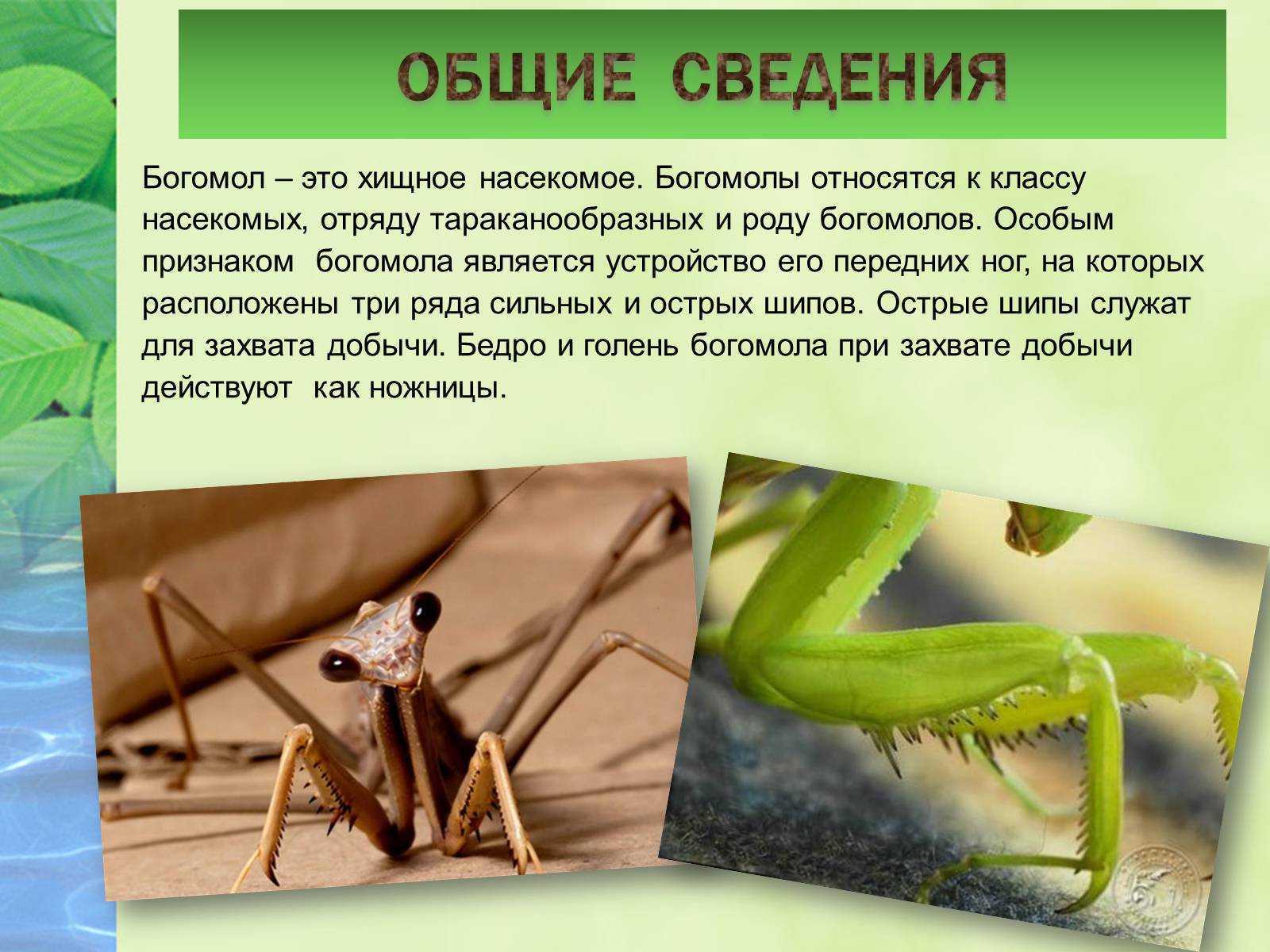 Богомол | животные вики | fandom