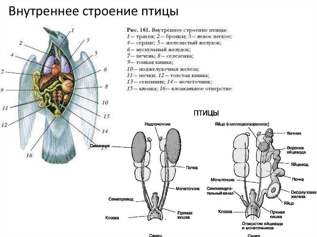 Класс птицы. анатомия, морфология и ароморфозы
