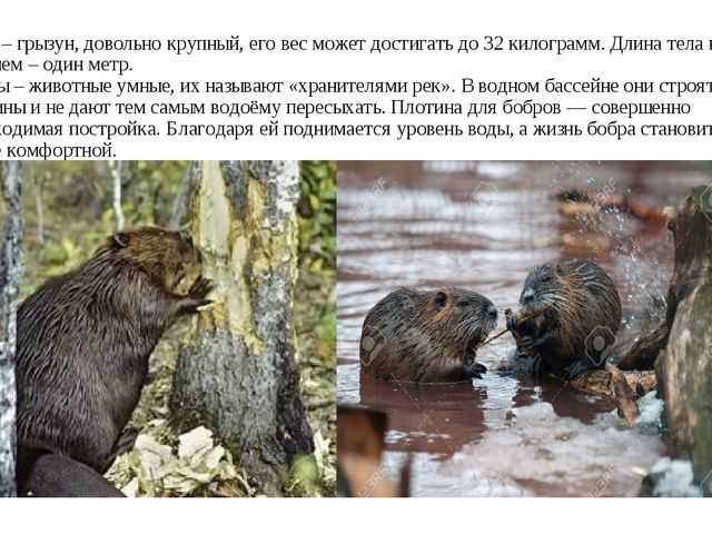 Бобры как выглядят в реальной жизни