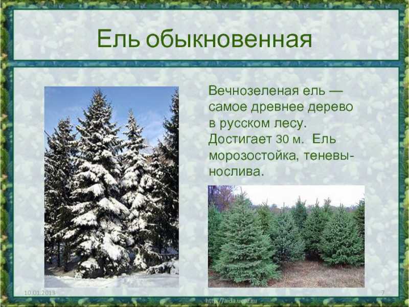 Сообщение-доклад ель (где растет, виды, описание) 2, 3, 5, 7 класс