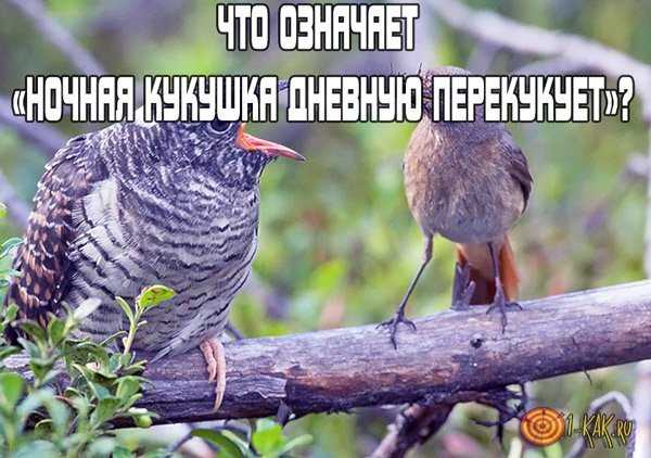 Пословицы к ненецкой сказке «кукушка» (2 класс). пословицы про кукушку к ненецкой сказке тема: ненецкая народная сказка «кукушка»