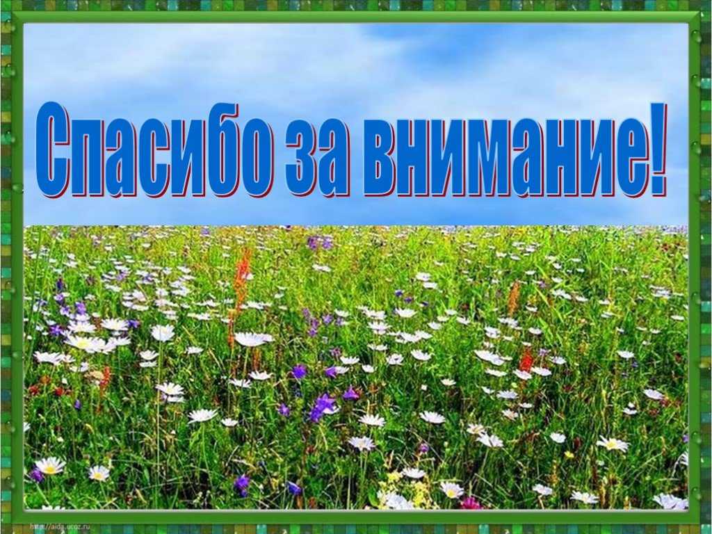 Беседа на тему «луг» для детей 5-8 лет