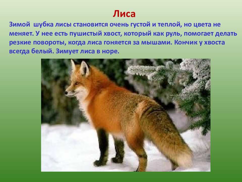 Доклад на тему барсук (место обитания, виды, чем питаются) сообщение