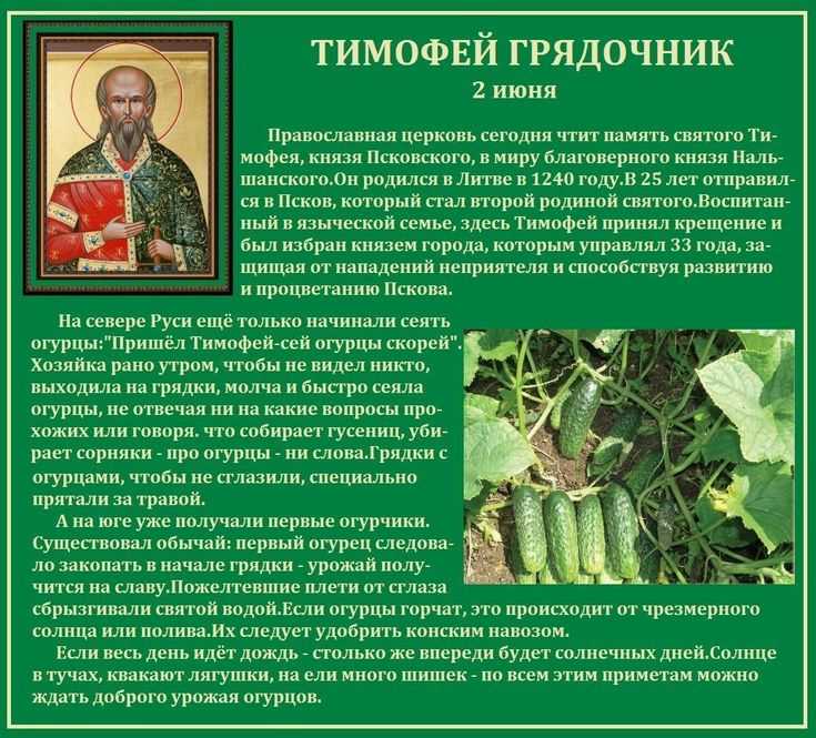 Огурцы  читать рассказ носова онлайн