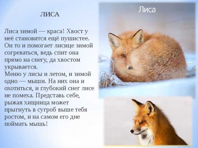Даже хвост обманщик: почему лиса самое хитрое животное?