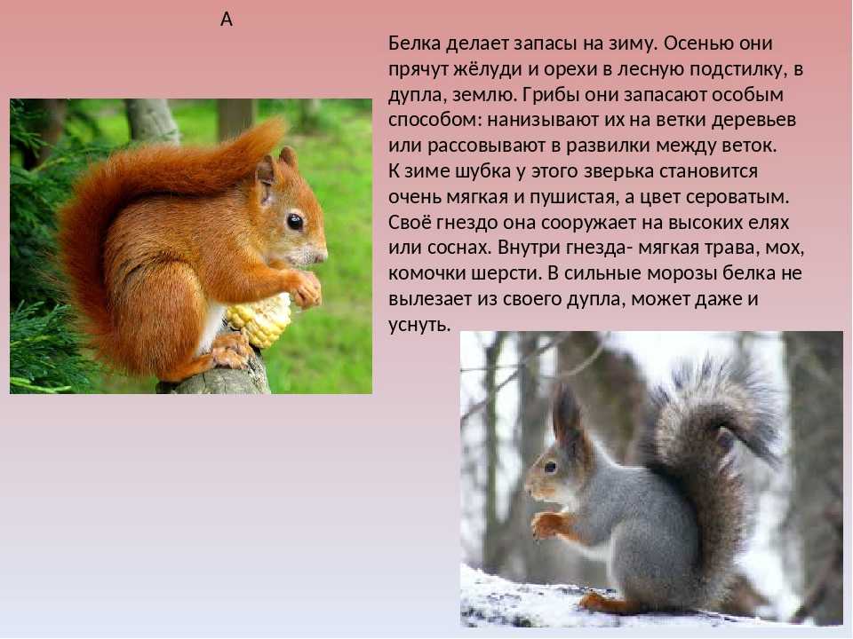 Какие животные ищут корм зимой - кормобзор