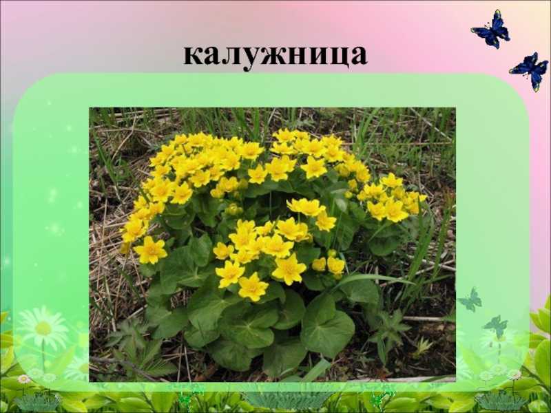 Русские народные сказки, детские рассказы, сказки мира, стихотворения, загадки!